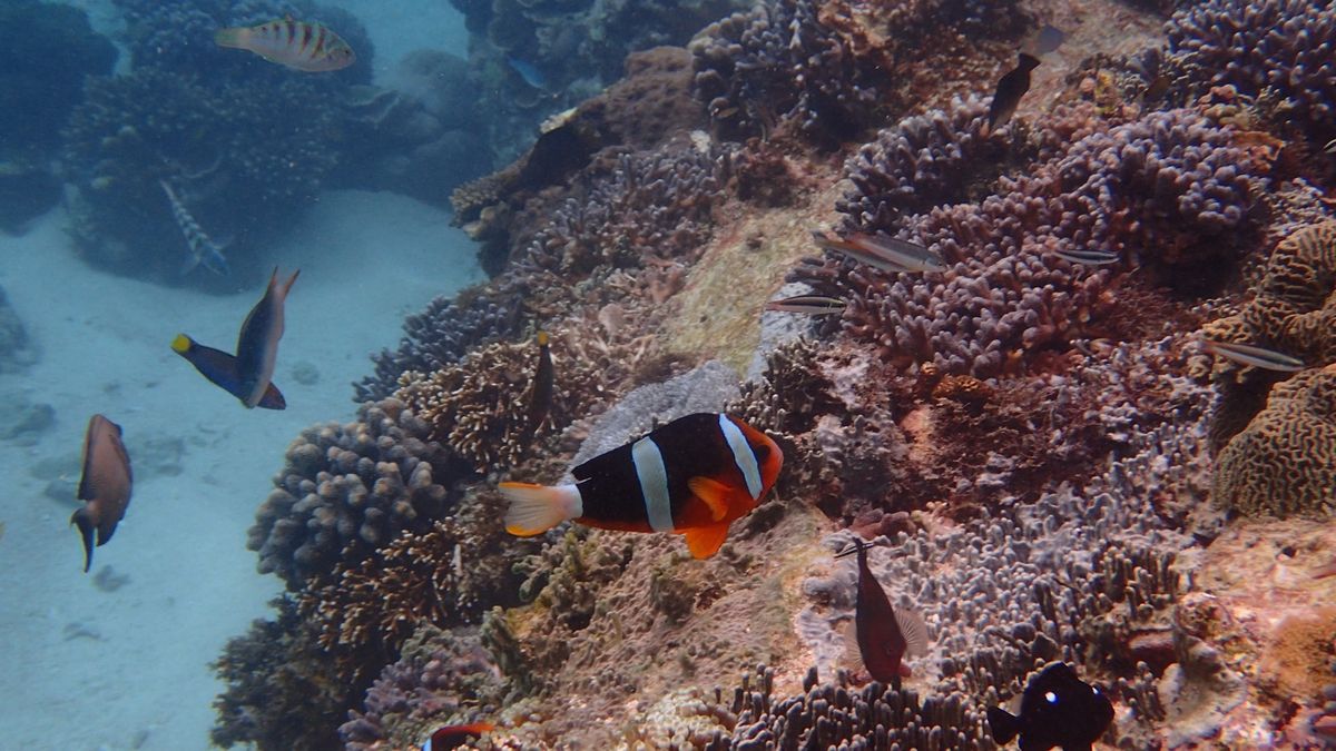 素敵なお宿とレンホンガン島