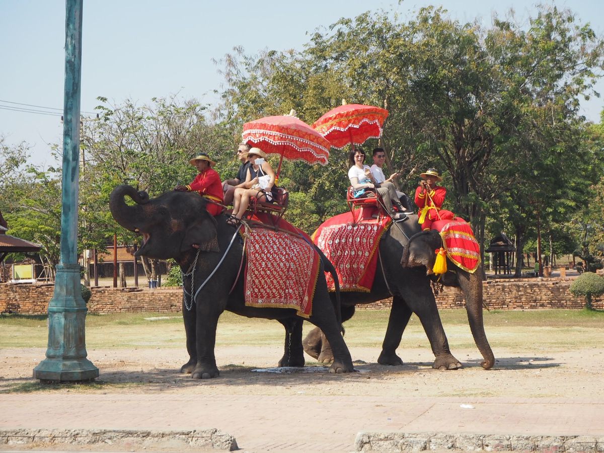 ゾウもおでましになりました。
