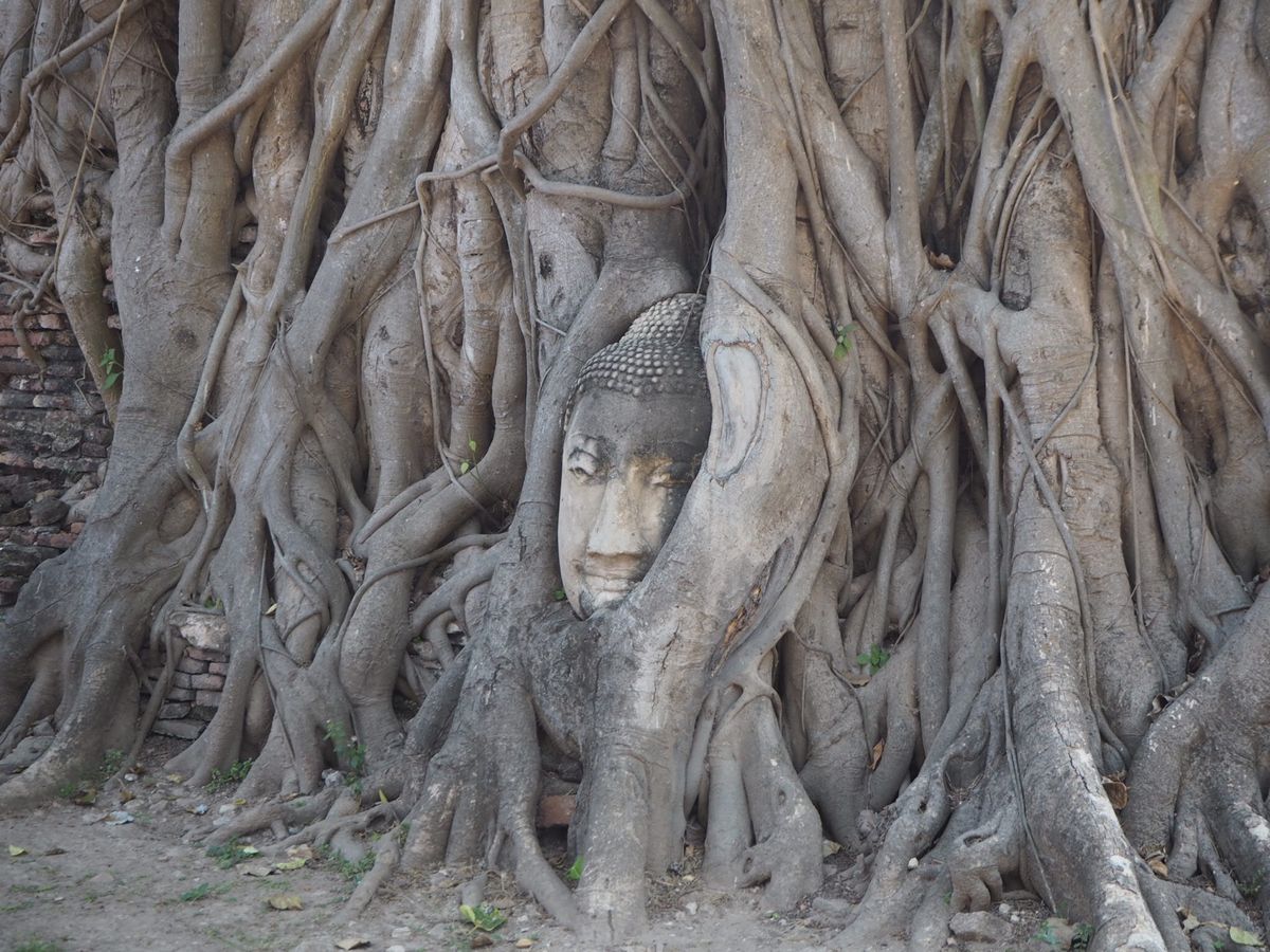 アユタヤまで。遺跡を見ていると、僧侶に会ったり、軍人さんの訓練に遭遇したり...