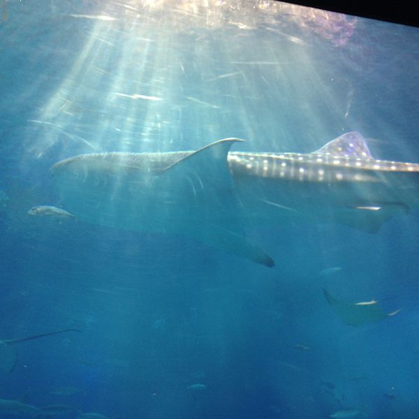 日本・沖縄県「沖縄」の写真