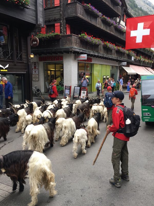 スイス・ツェルマット「スイス ツェルマット 家族旅行」の写真