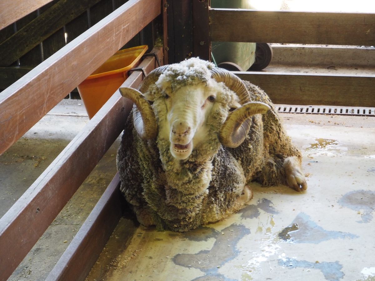 ドリームワールドで出会った動物たち。カンガルーのこのスタイルは案外スタンダ...