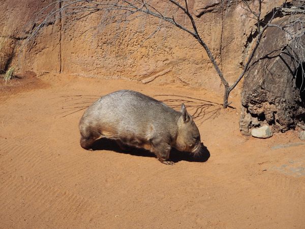 オーストラリア連邦「お仕事ゴールドコースト」の写真：ドリームワールドで出会ったウォンバットの...
