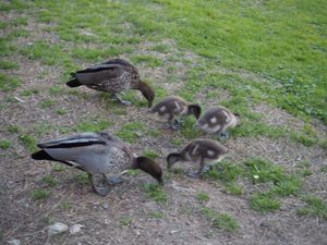 現地の仕事場はとても快適で、いろんな動物たちも訪れてきます。
アボリジニの...
