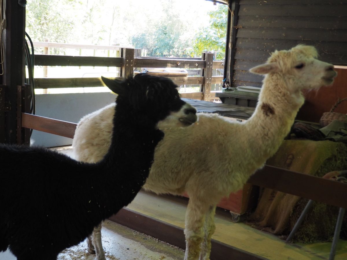 ドリームワールドで出会った動物たち。カンガルーのこのスタイルは案外スタンダ...