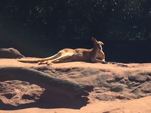 オーストラリア連邦「お仕事ゴールドコースト」の写真：ドリームワールドで出会った動物たち。カン...