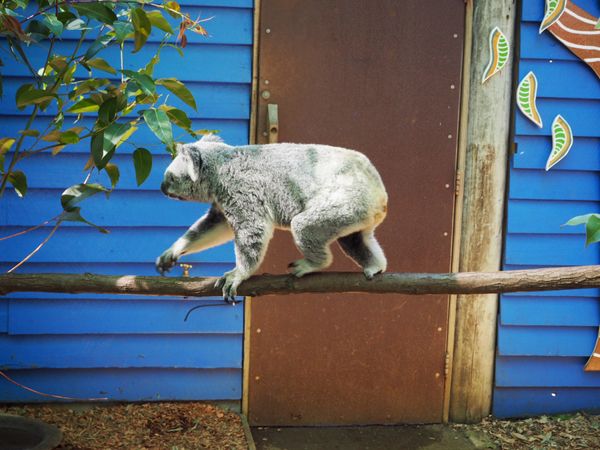 オーストラリア連邦「お仕事ゴールドコースト」の写真：クイーンズランド州は有料でコアラを抱っこ...