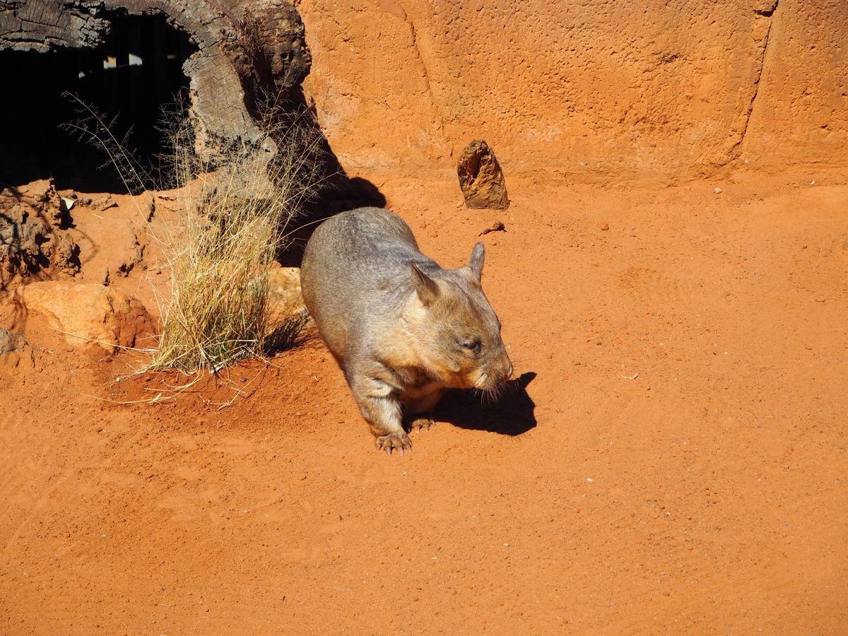 ドリームワールドで出会ったウォンバットのお尻がかわいい❤️