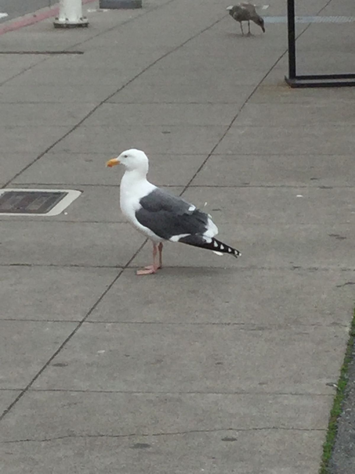 フィッシャーマンズワーフ周辺を散策。