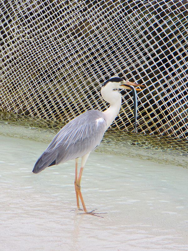 モルディブ・マーレ「モルディブ　日常に戻れなくなる天国リゾート」の写真：このリゾートの素晴らしいことの1つは、環...