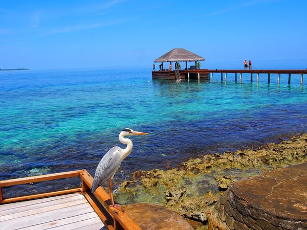 モルディブ・マーレ「モルディブ　日常に戻れなくなる天国リゾート」の写真：食事は色とりどりのビュッフェで、もちろん...