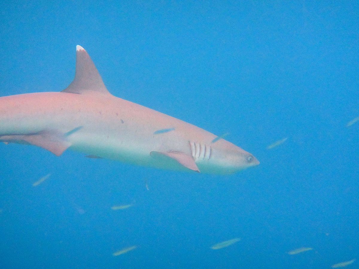 このリゾートの素晴らしいことの1つは、環礁がサンゴに覆われていること。
部...