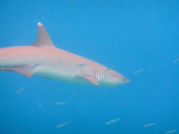 モルディブ・マーレ「モルディブ　日常に戻れなくなる天国リゾート」の写真：このリゾートの素晴らしいことの1つは、環...