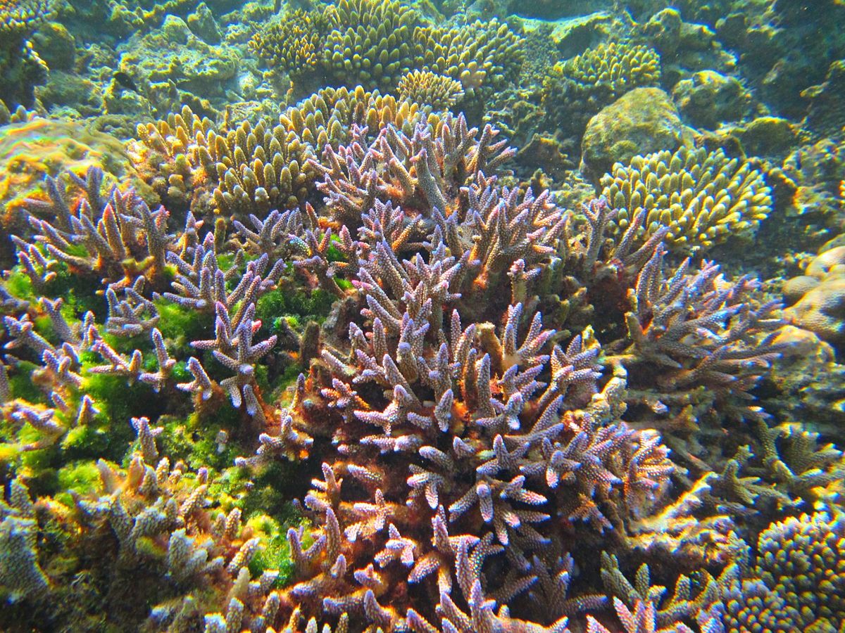 このリゾートの素晴らしいことの1つは、環礁がサンゴに覆われていること。
部...