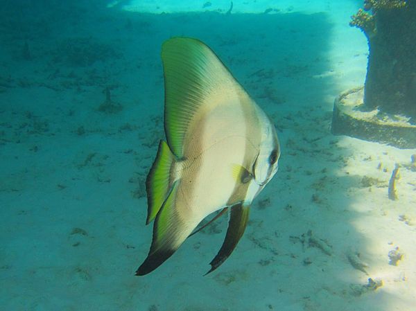 モルディブ・マーレ「モルディブ　日常に戻れなくなる天国リゾート」の写真：このリゾートの素晴らしいことの1つは、環...