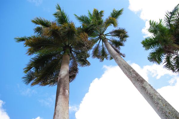 アメリカ(米国)・グアム「グアム」の写真