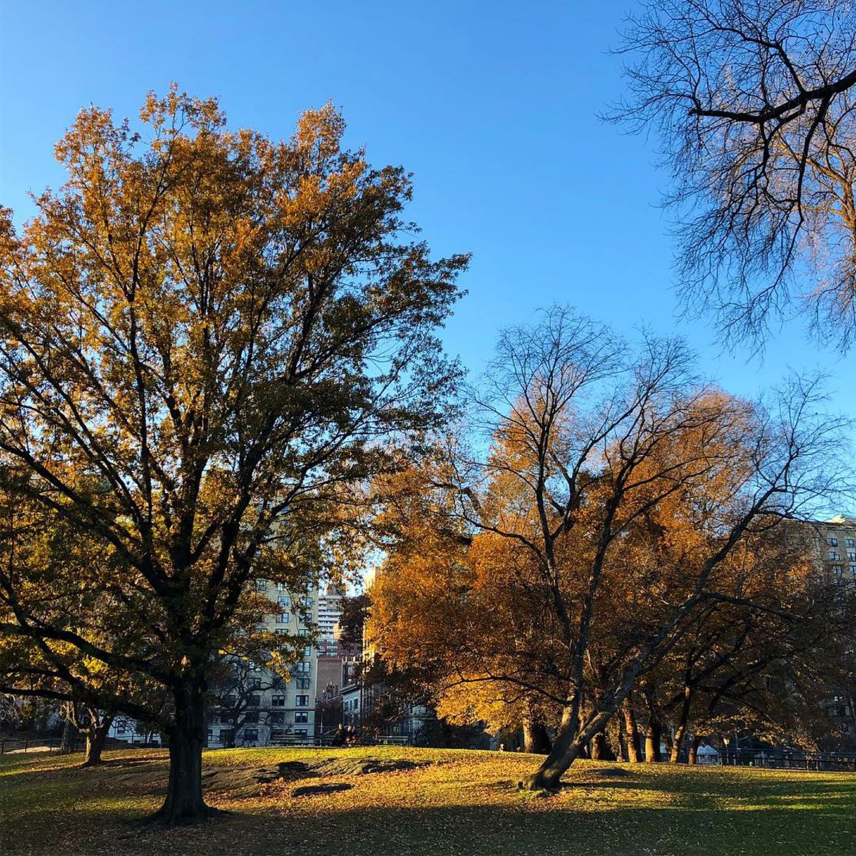 セントラルパーク