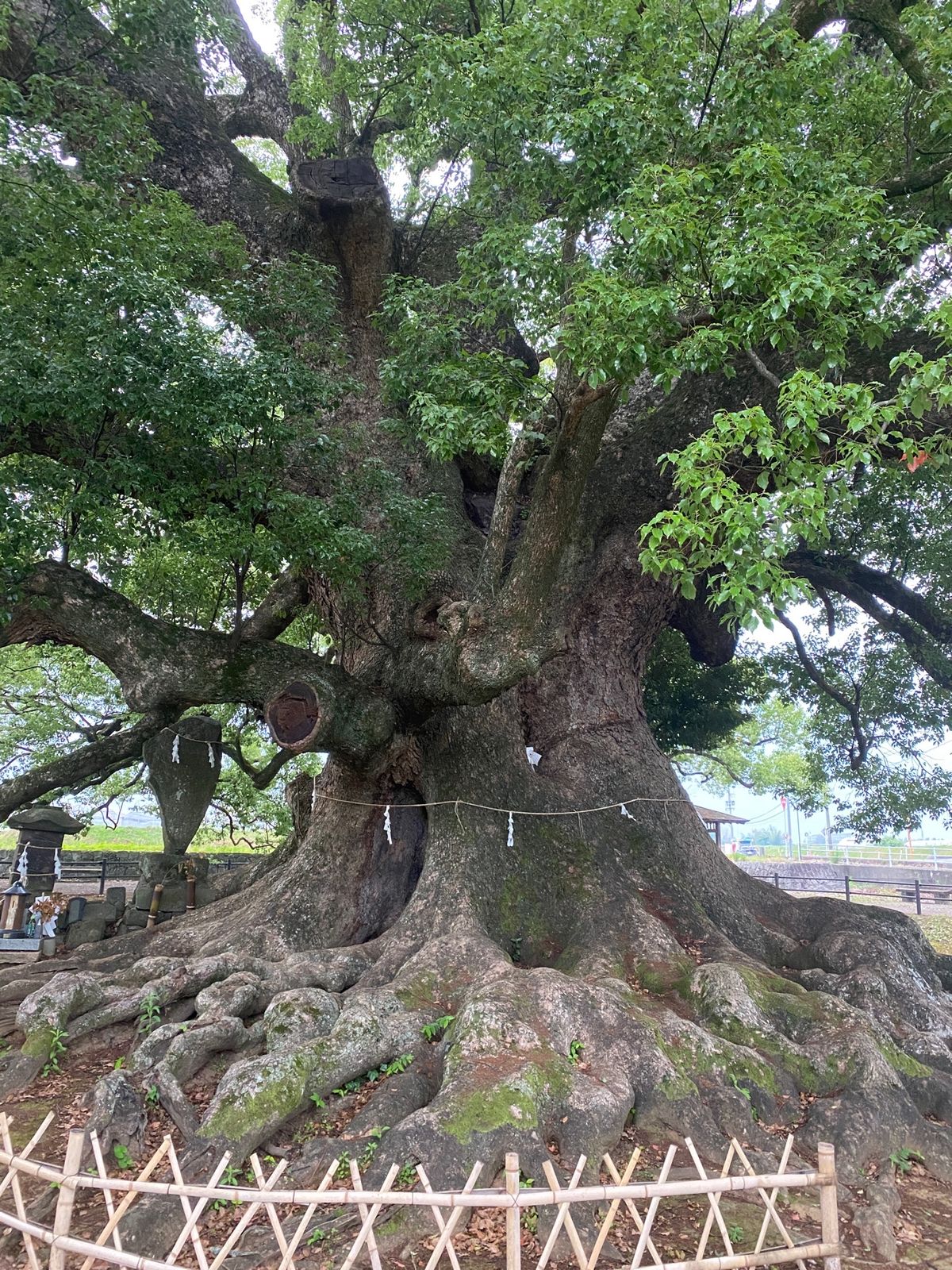 2020.06.06
日本で2番目に大きい楠木
1番は鹿児島蒲生神社⛩です。
