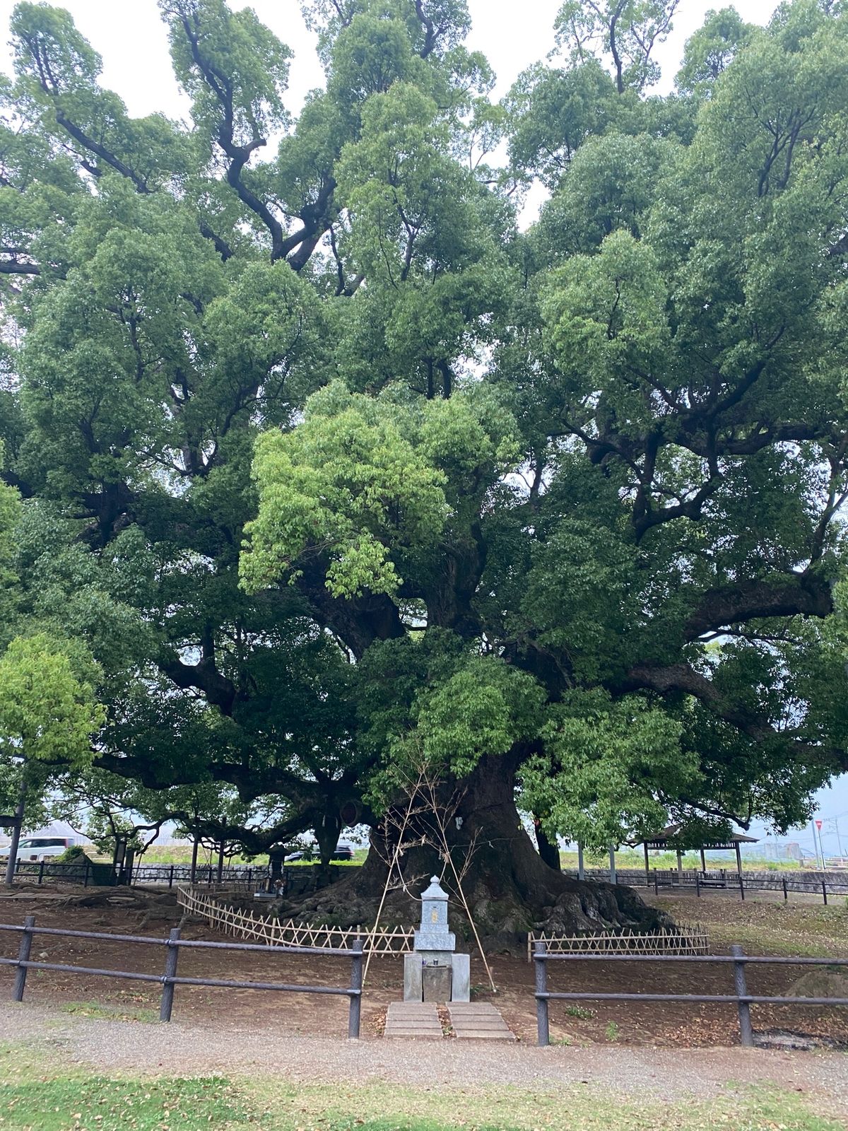 2020.06.06
日本で2番目に大きい楠木
1番は鹿児島蒲生神社⛩です。
