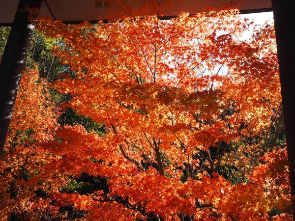 日本「marimekkoの世界を求めて岐阜への旅」の写真：marimekkoの世界も道中の紅葉も🍁...