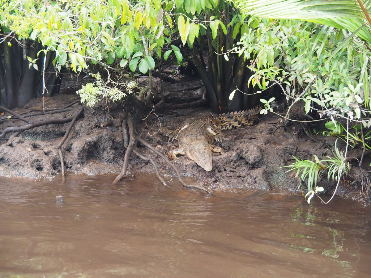 小型のクルーズ船は狭い川を進み、ジャングルの奥地に入っていきます。
ジャン...