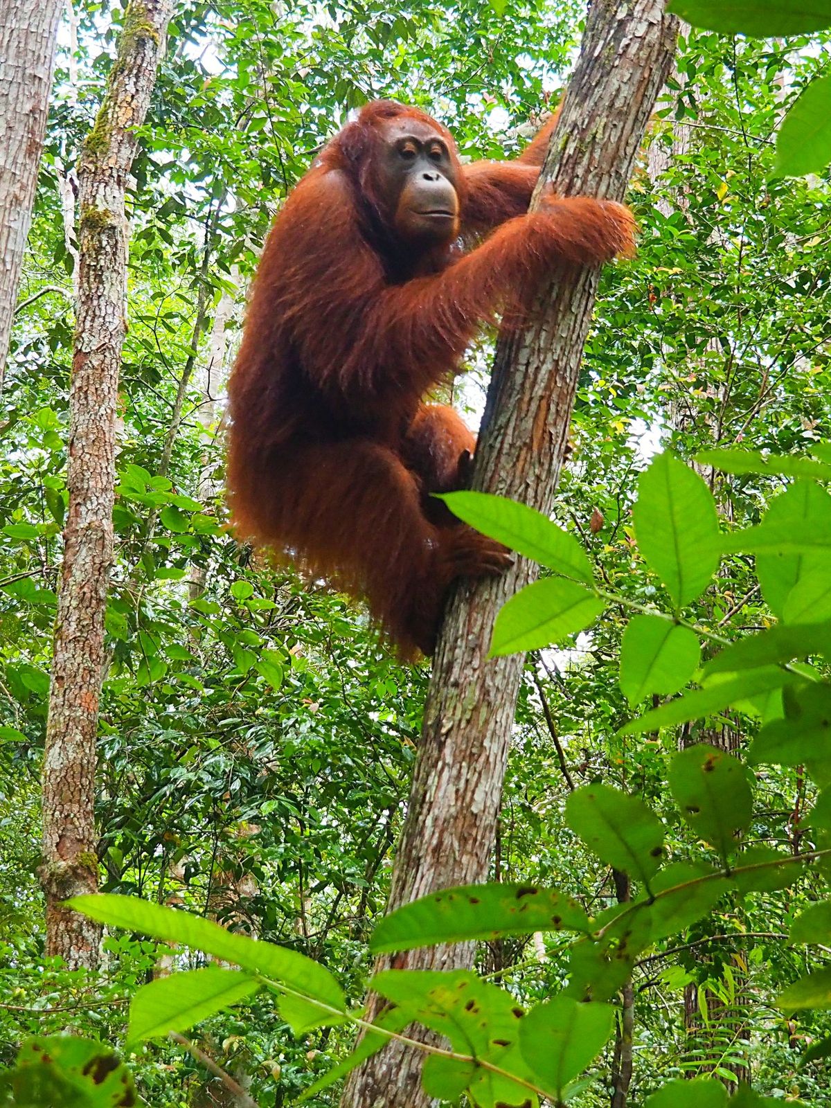 小型のクルーズ船は狭い川を進み、ジャングルの奥地に入っていきます。
ジャン...