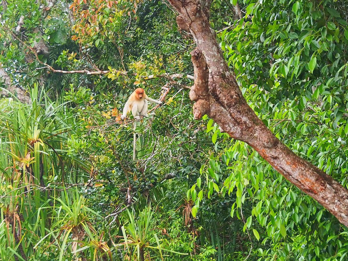 小型のクルーズ船は狭い川を進み、ジャングルの奥地に入っていきます。
ジャン...
