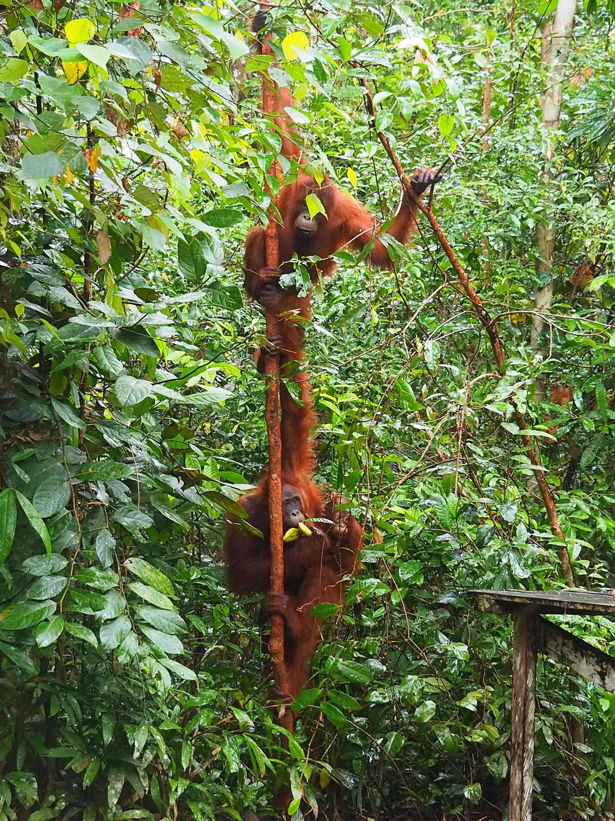 小型のクルーズ船は狭い川を進み、ジャングルの奥地に入っていきます。
ジャン...
