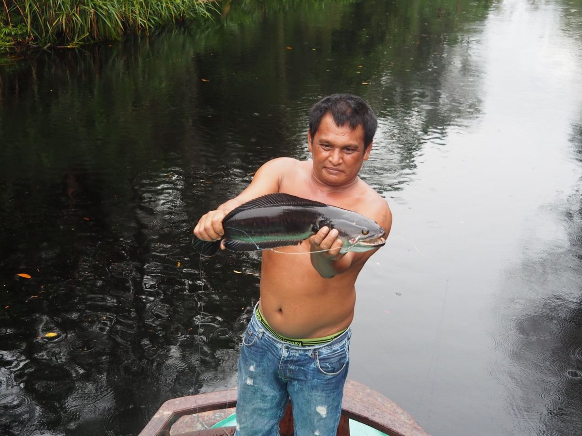 小型のクルーズ船は狭い川を進み、ジャングルの奥地に入っていきます。
ジャン...