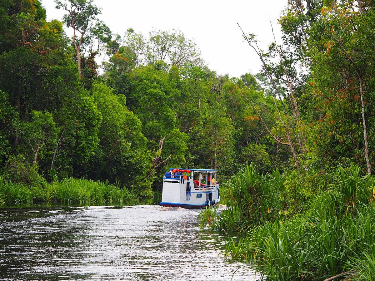 小型のクルーズ船は狭い川を進み、ジャングルの奥地に入っていきます。
ジャン...