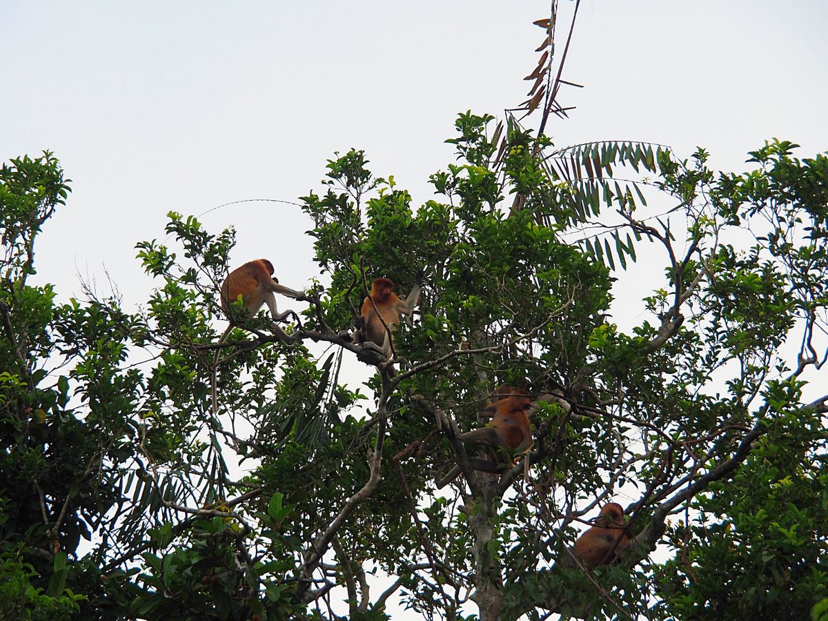 小型のクルーズ船は狭い川を進み、ジャングルの奥地に入っていきます。
ジャン...