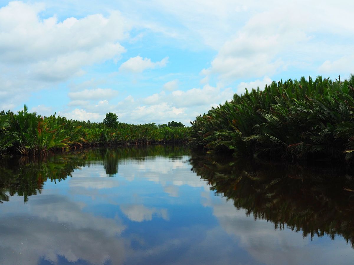 小型のクルーズ船は狭い川を進み、ジャングルの奥地に入っていきます。
ジャン...