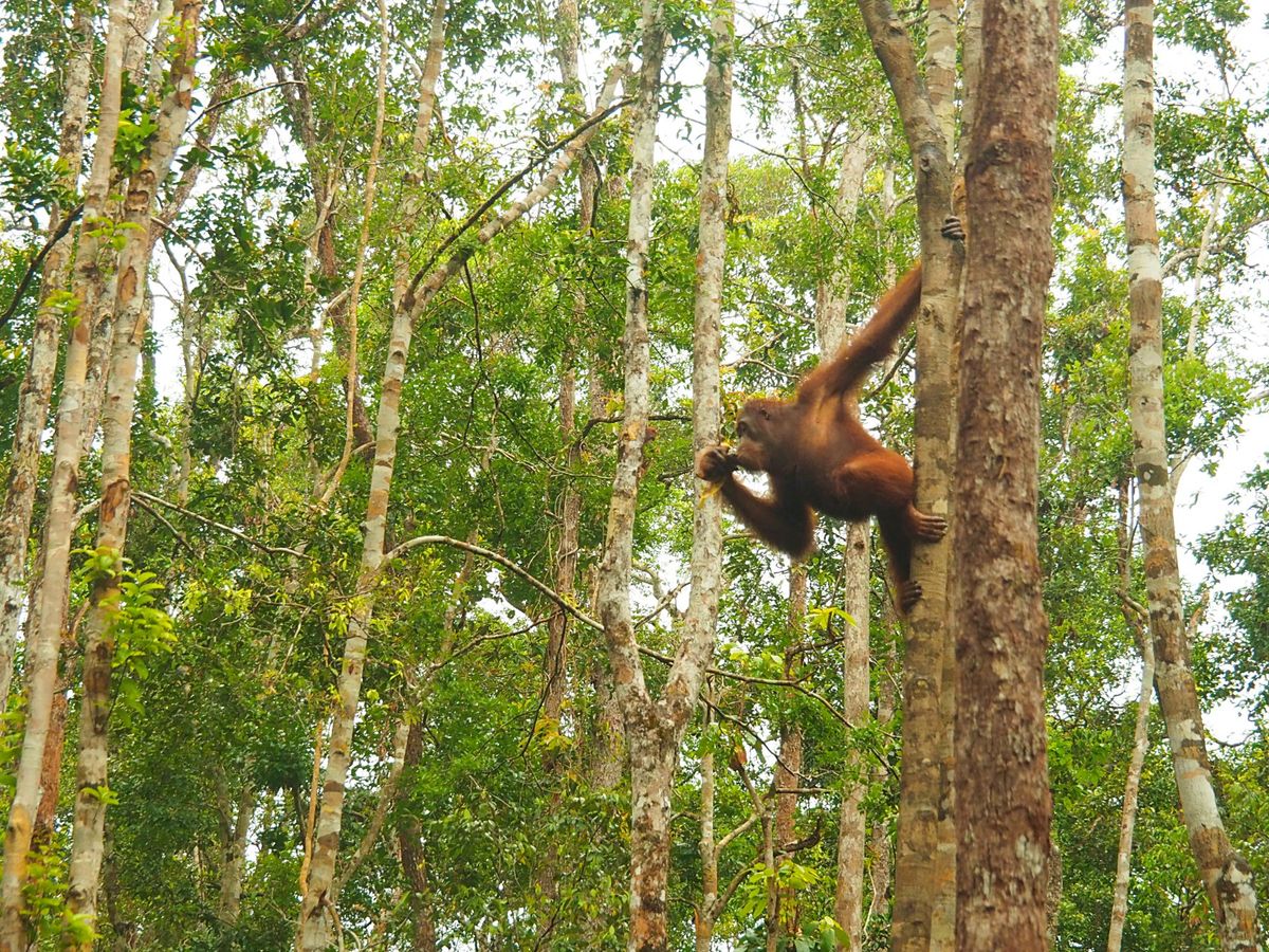 小型のクルーズ船は狭い川を進み、ジャングルの奥地に入っていきます。
ジャン...