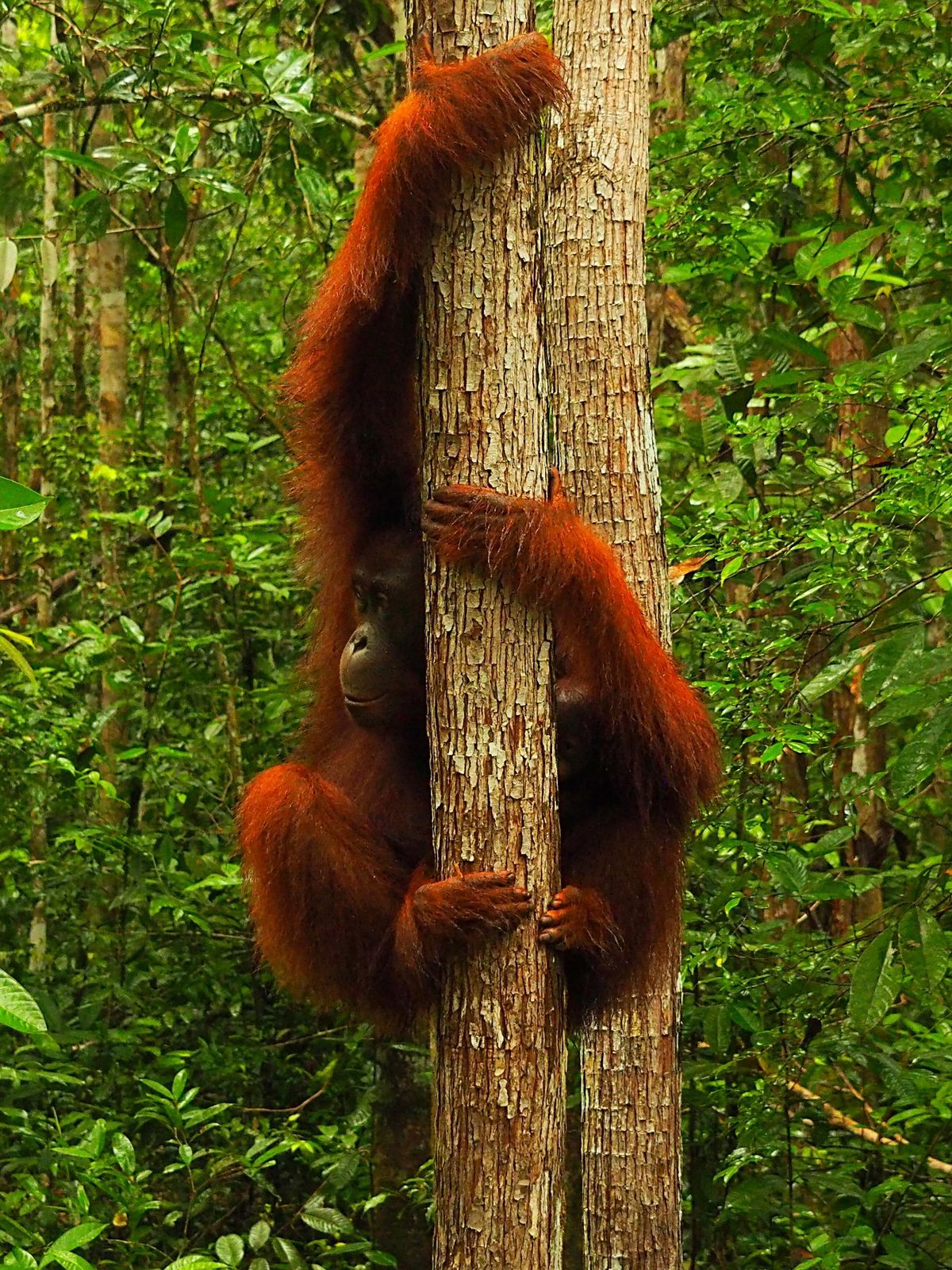 小型のクルーズ船は狭い川を進み、ジャングルの奥地に入っていきます。
ジャン...