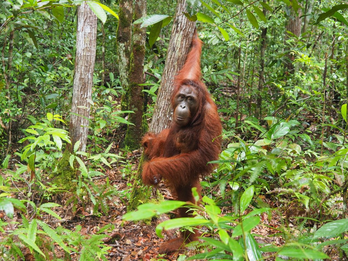 小型のクルーズ船は狭い川を進み、ジャングルの奥地に入っていきます。
ジャン...
