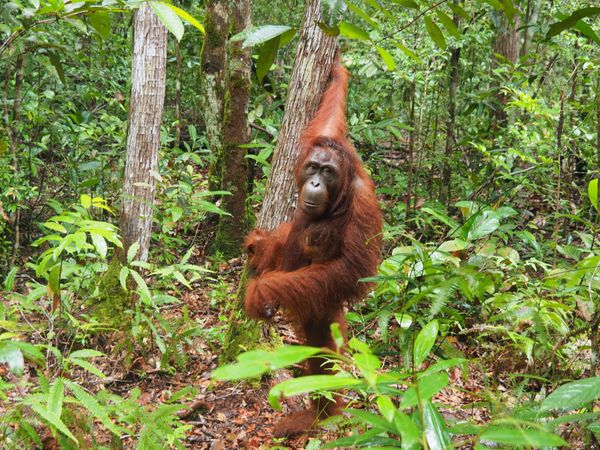 インドネシア・カリマンタン島「インドネシア カリマンタン島でオランウータンクルーズ！」の写真：小型のクルーズ船は狭い川を進み、ジャング...