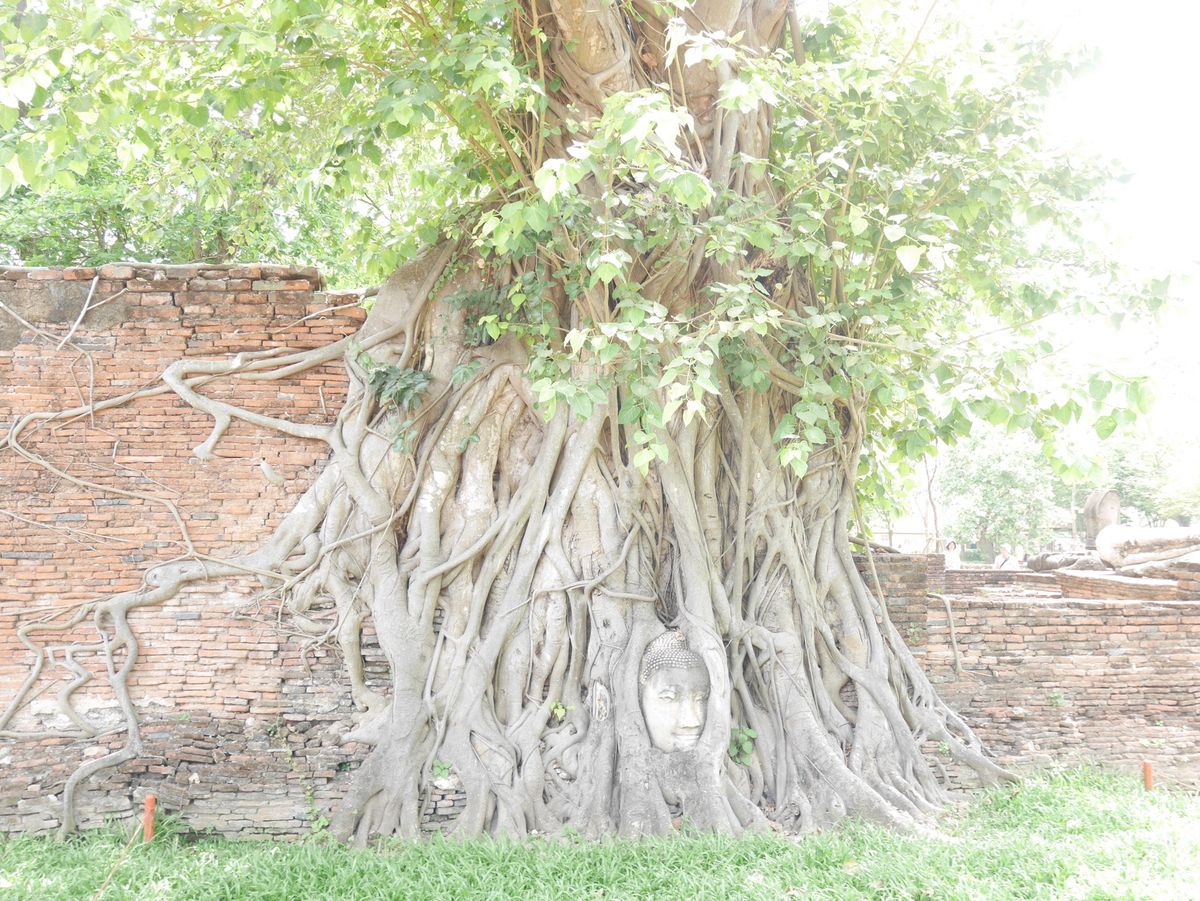 初めてのタイが楽しかったので、すぐに再訪。今回はアユタヤに行きました。
遺...