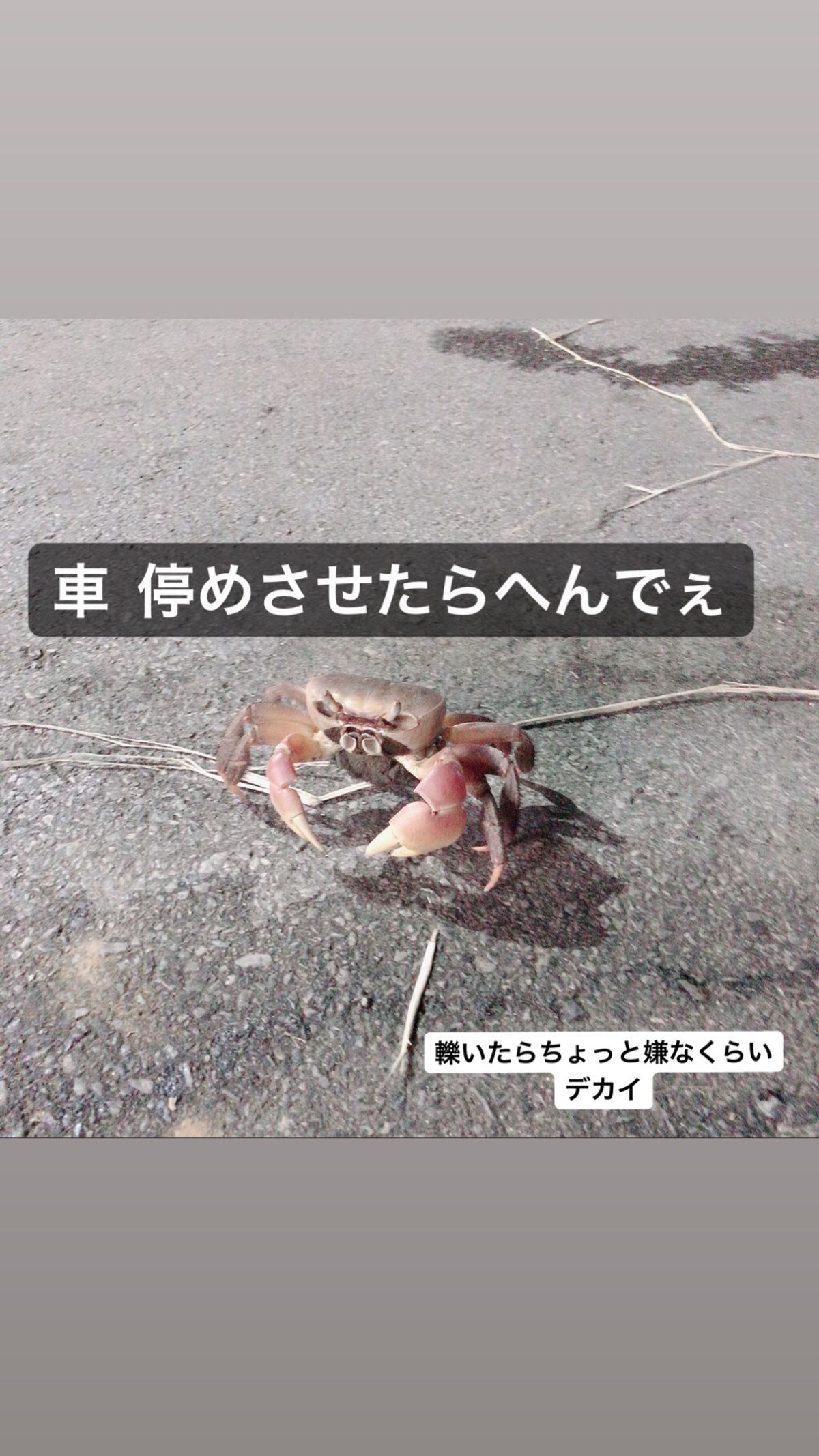 カニカニ🦀パラダイス😅