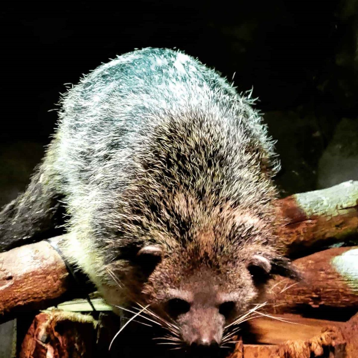 最後の1枚は東京。帰りのフライトで都心上空を飛ぶルートでした。