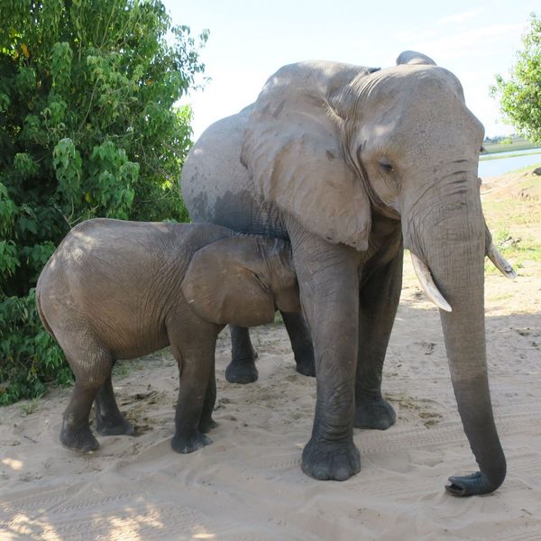 ボツワナ・Chobe national park「アフリカ南部周遊④」の写真