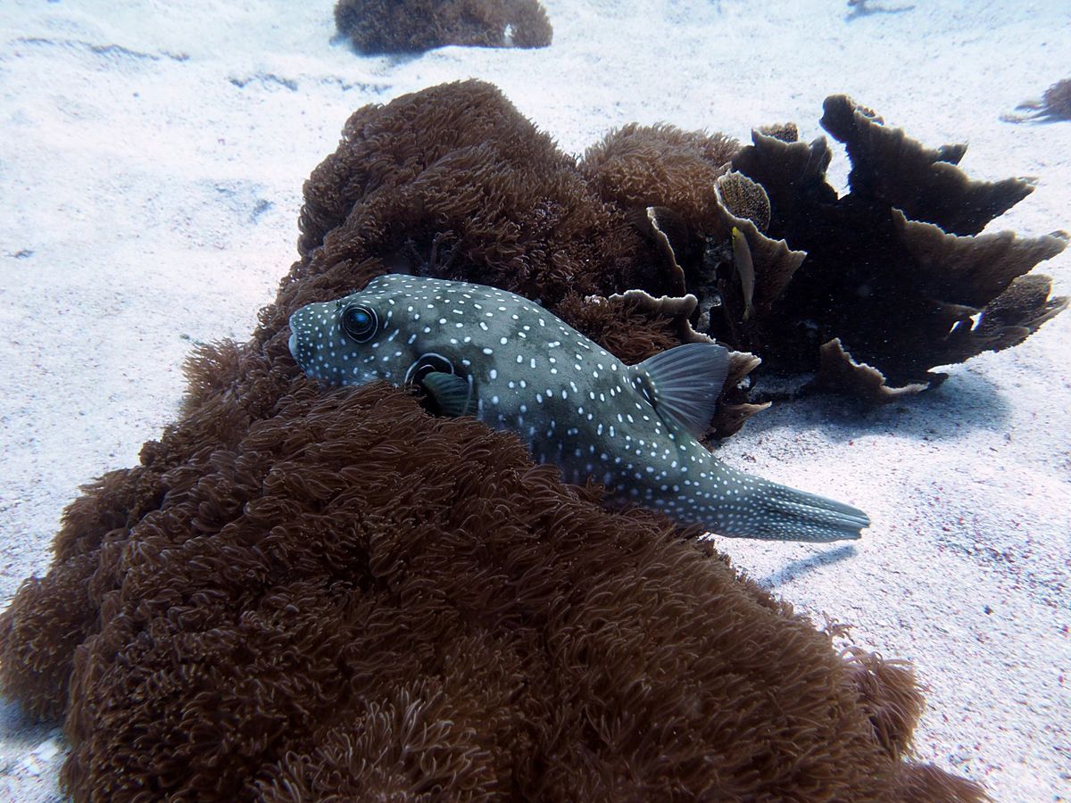 コモド諸島は、マンタをはじめ、大物の魚たちが待っている最高のダイビングスポ...