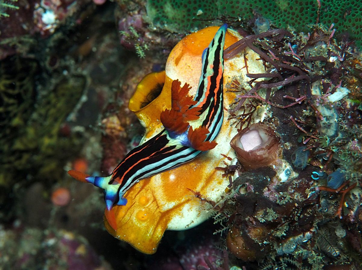 コモド諸島は、マンタをはじめ、大物の魚たちが待っている最高のダイビングスポ...
