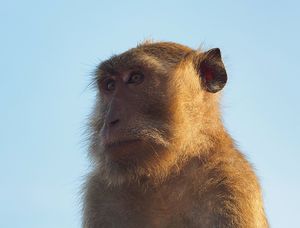 コモド諸島は、マンタをはじめ、大物の魚たちが待っている最高のダイビングスポ...