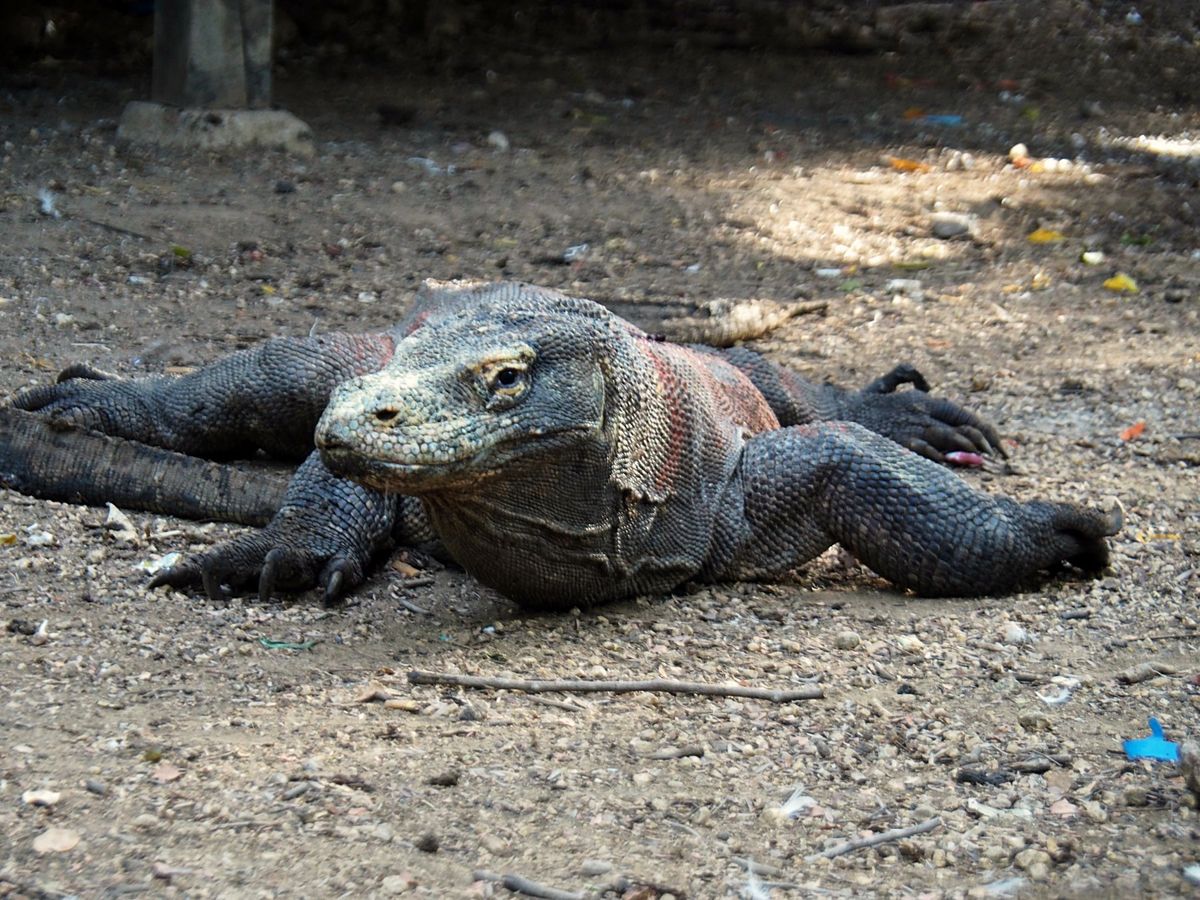 コモド諸島は、マンタをはじめ、大物の魚たちが待っている最高のダイビングスポ...