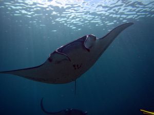 コモド諸島は、マンタをはじめ、大物の魚たちが待っている最高のダイビングスポ...