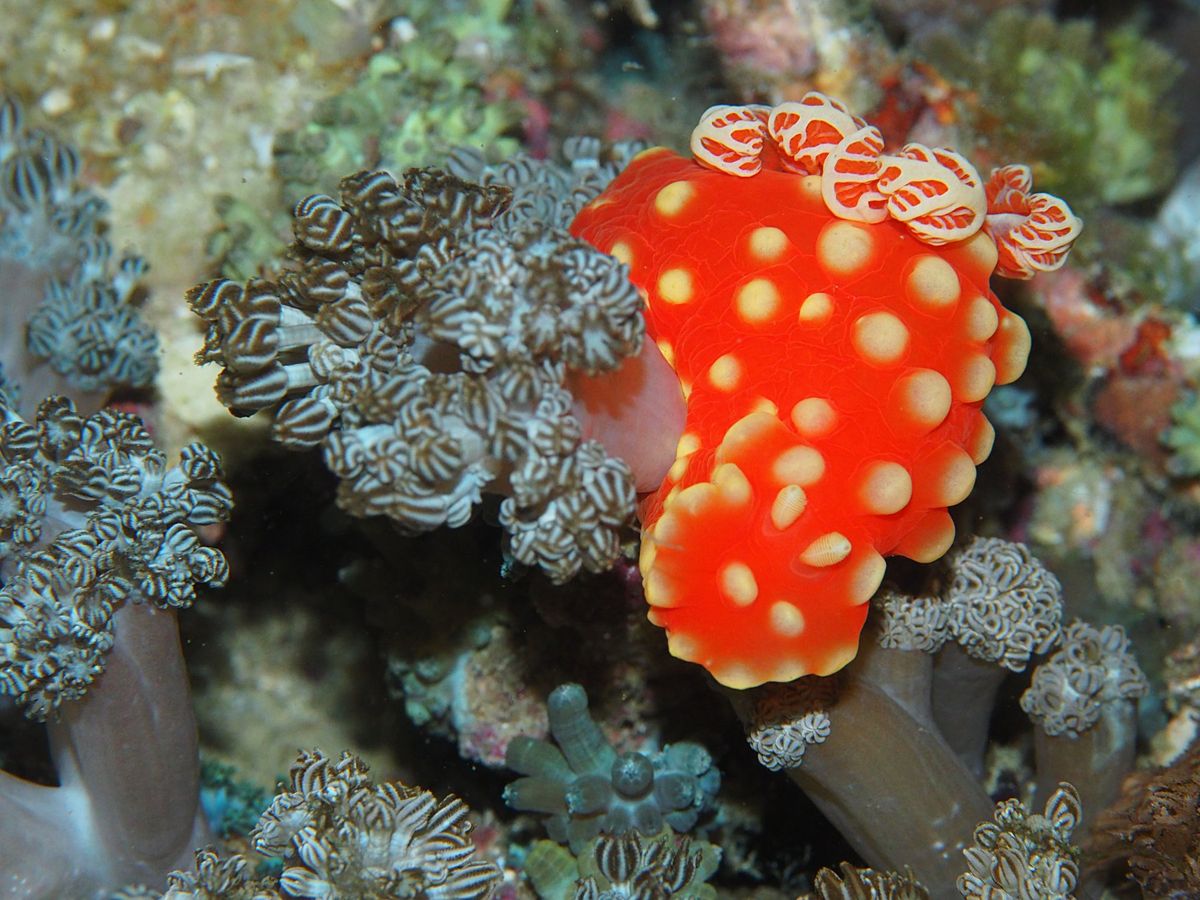 コモド諸島は、マンタをはじめ、大物の魚たちが待っている最高のダイビングスポ...