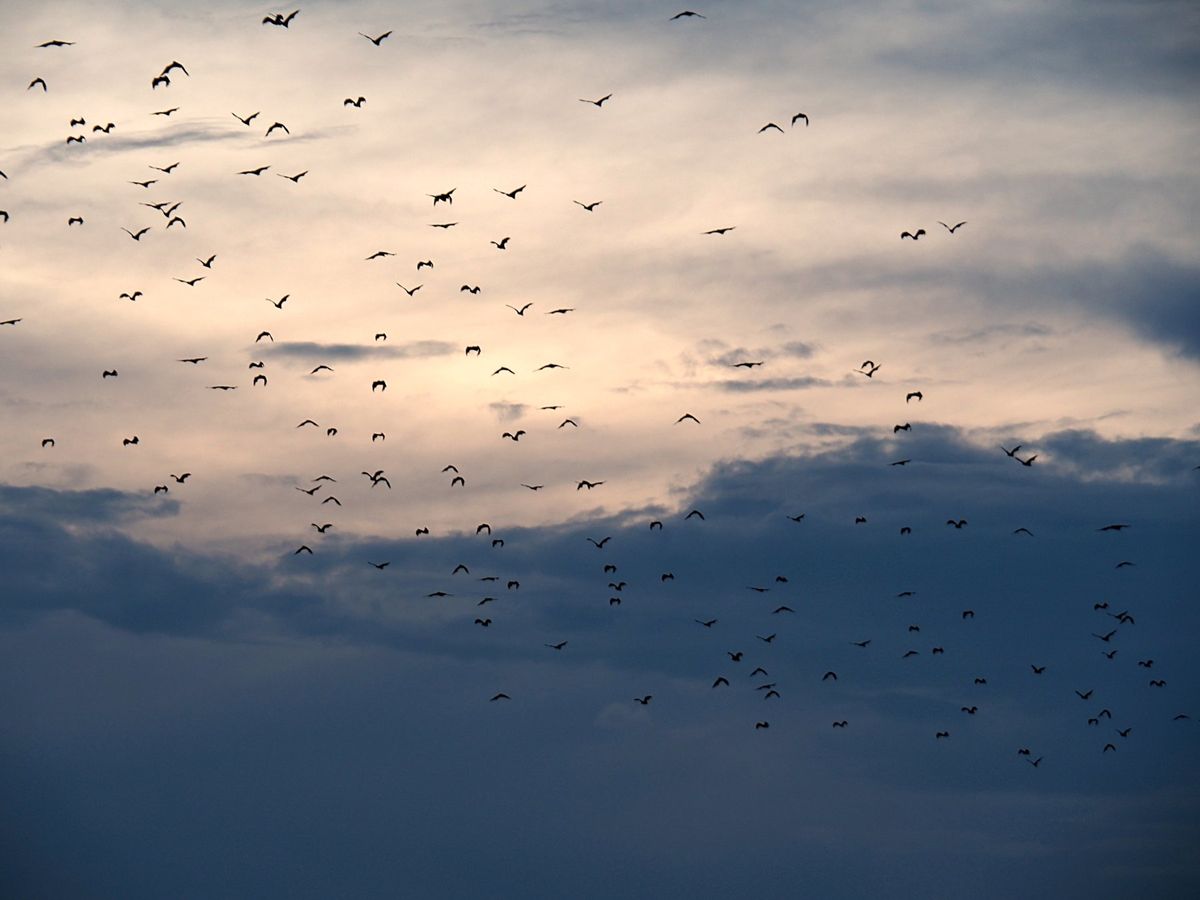 コモド諸島は、マンタをはじめ、大物の魚たちが待っている最高のダイビングスポ...