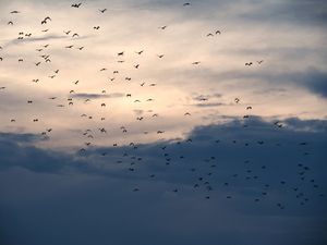 コモド諸島は、マンタをはじめ、大物の魚たちが待っている最高のダイビングスポ...