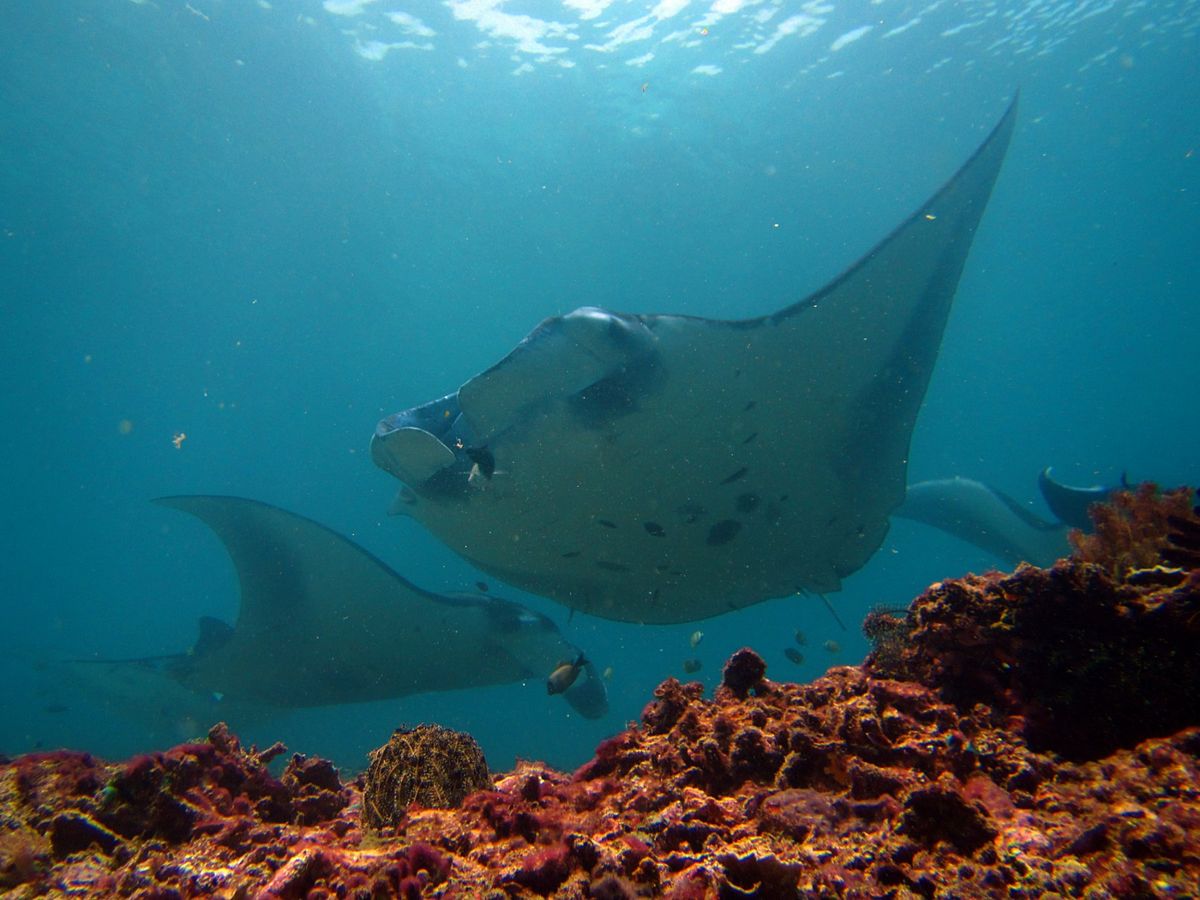 コモド諸島は、マンタをはじめ、大物の魚たちが待っている最高のダイビングスポ...