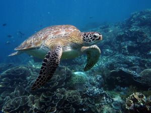 コモド諸島は、マンタをはじめ、大物の魚たちが待っている最高のダイビングスポ...